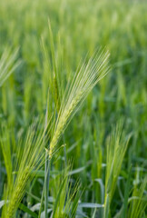 Selective focused green ears of wheat close up shot on the agricultural field