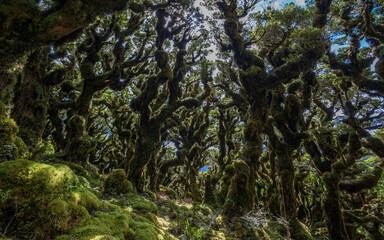 New Zealand forest
