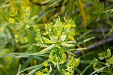Fototapeta na wymiar Tabaiba salvaje (Euphorbia regis-jubae) is a shrub endemic of Canary Islands
