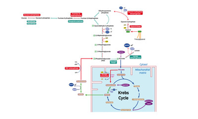 Gluconeogenesis [de novo synthesis of glucose]
