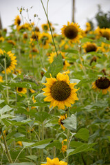 Sunflower crop in summer