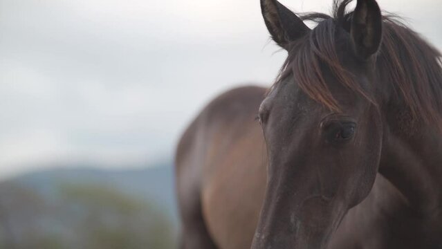 Caballo