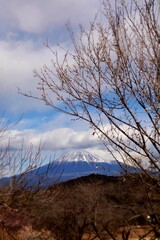tree in the mountains