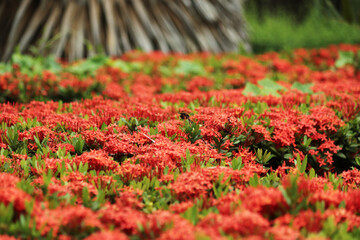 The red spike flower in the garden
