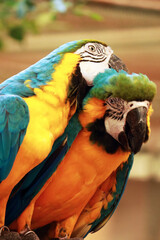 close-up a macaws in the open zoo