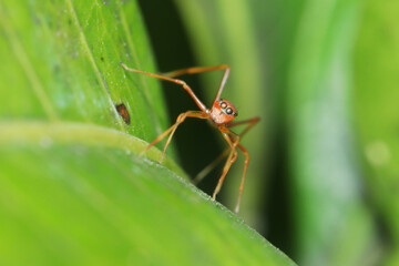 A mimic ant spider on green leaf