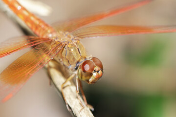 dragonfly on a branch