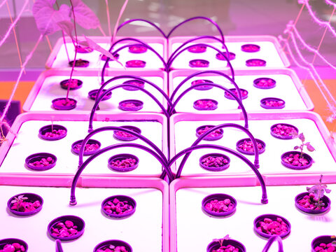 Pots With Plants Growing In An Aero Environment. Hydroponics.