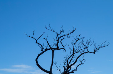 tree branches against blue sky