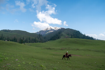 Fototapeta na wymiar horse on the mountain