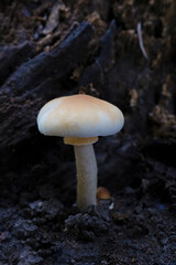 mushroom in the forest