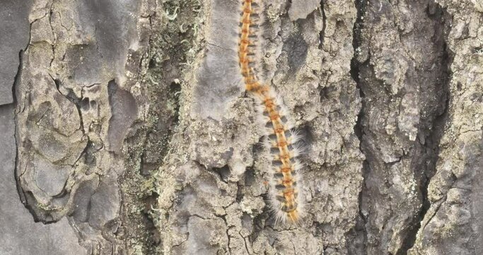 4k video of processionary caterpillars descending from a pine tree online