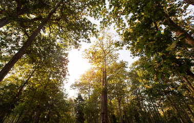 Old Teak tree in the forest.