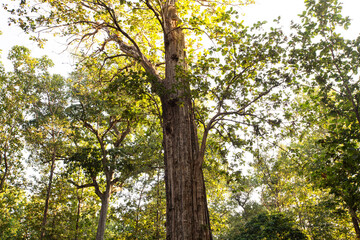 Old Teak tree in the forest.morning 