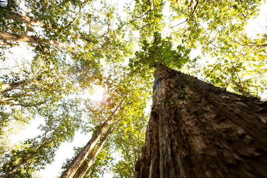 Old teak tree in the park.