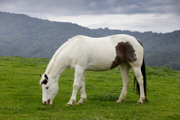 Obraz premium Pinto Horse Grazing in the Meadow. Los Altos Hills, California, USA.