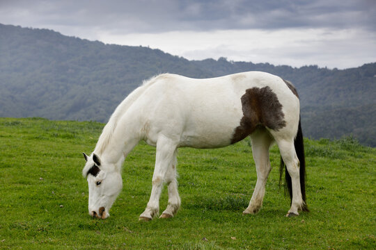 Pinto Horse Grazing in the Meadow. Los Altos Hills, California, USA.
