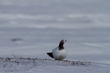 Rock Ptarmigan, Lagopus Muta, showing spring colours while standing on snow, near Arviat, Nunavut Canada