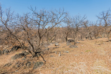 Winter landscape of leafless trees among large boulders in leaf covered ground.