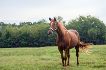 Obraz premium horse in the field