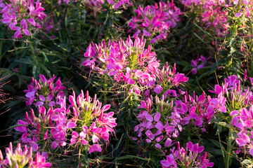 purple flowers in the field because of flowers beautiful full bloom The name of this flower is cleome sparkler lavender, grown on a farm in Thailand.