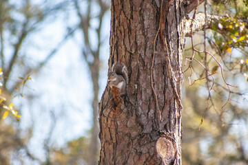 squirrel on tree
