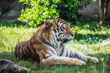 tiger in the grass