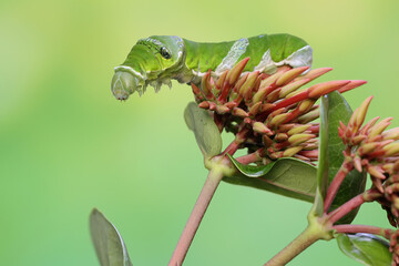 A green caterpillar is crawling on a wildflower. This insect likes fruit, flowers and young leaves. 