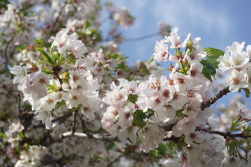 Naklejka premium 桜