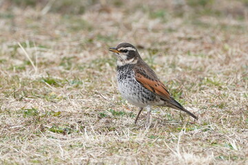 dusky thrush on the ground