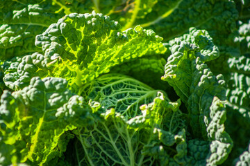 close up of green leaf