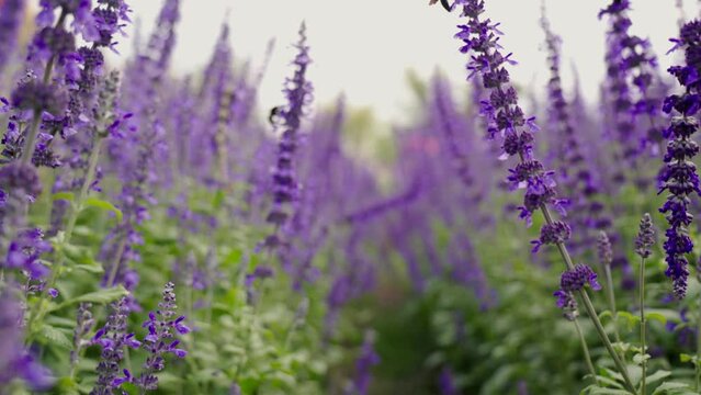 Footage B roll SLOW MOTION 4k, Close-up blooming fields of lavender. Picturesque view of the endless aromatic fields of lavender. Salvia flowers field.