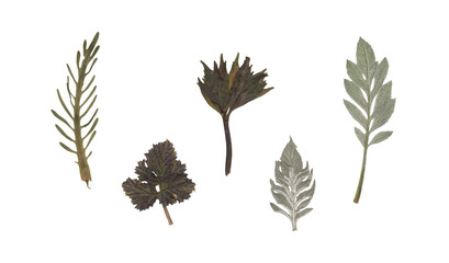 Scan of a set of various pressed tree leaves. Fine vintage deciduous herbarium. Pressed and dried...