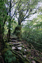 Fototapeta na wymiar Yaskuhima forest in Kyusyu Japan(World Heritage in Japan) 