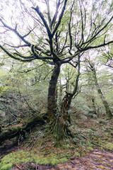 Yaskuhima forest in Kyusyu Japan(World Heritage in Japan)	