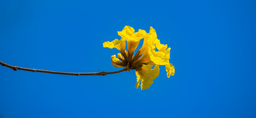 小牧山城の見える市街地に咲く黄色いイペの花　コガネノウゼン