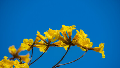 小牧山城の見える市街地に咲く黄色いイペの花　コガネノウゼン