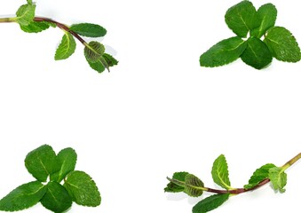 Set of mint leaves isolated on white background.