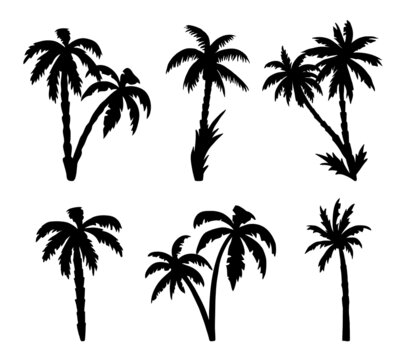 Palm trees silhouettes isolated on white background. Tropical botany, hawaiian coconut palm with leaf. Vector black illustration
