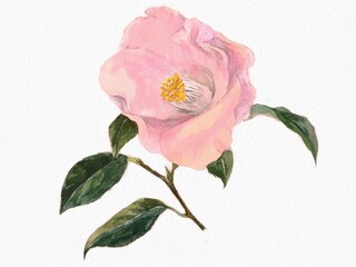 ピンク色の椿のシンプルな水彩画イラスト