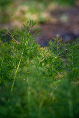 Fennel
