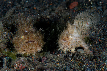 Naklejka na ściany i meble Hairy Frogfish - Antennarius striatus. Underwater macro world of Tulamben, Bali, Indonesia.