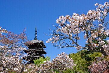 御室桜 咲く 仁和寺
