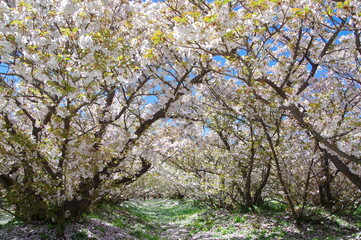 御室桜 咲く 仁和寺