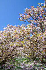 御室桜 咲く 仁和寺