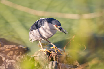 Black-crowned night heron (Nycticorax nycticorax) stands on a stone in a lake. 