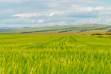 Fototapeta na wymiar Summer landscape. Green wheat field and blue sky.