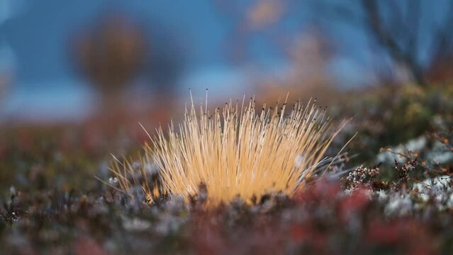 A close-up of the colorful lichen and moss, covering the ground in the Norwegian tundra.