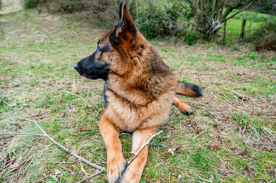 German shepherd dog lying in the grass facing forward with a stick he is holding in his hands while staring to the left of the photo