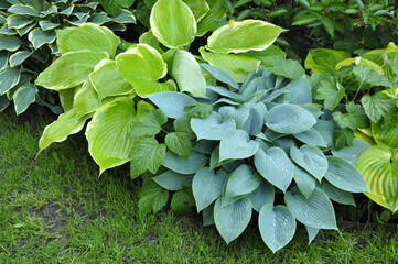 Hosta in the garden. Beautiful hosta flowers.